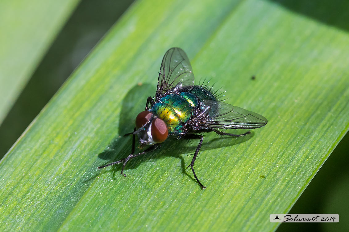 Calliphoridae:  Lucilia silvarum