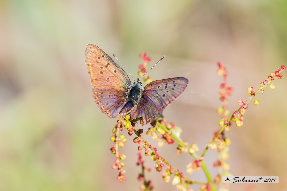 Licenide: Lycaena tityrus (??)