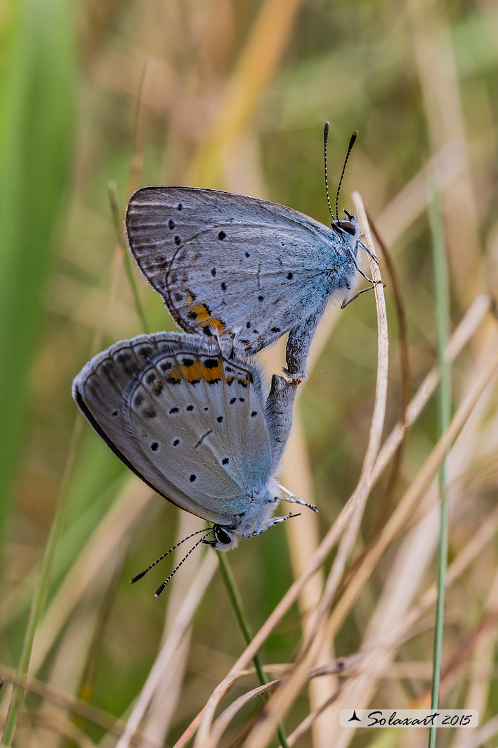 Lycaenidae Maculinea (??) - Cupido (Everes) argiades