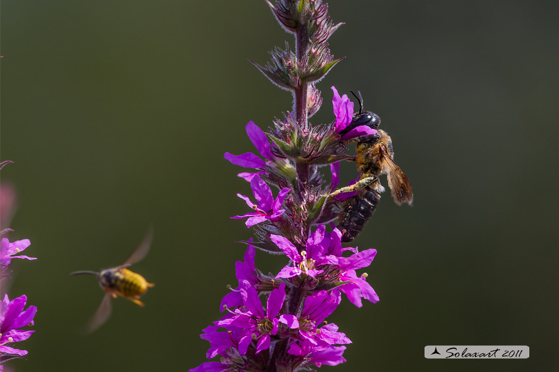 Apidae Megachilinae??