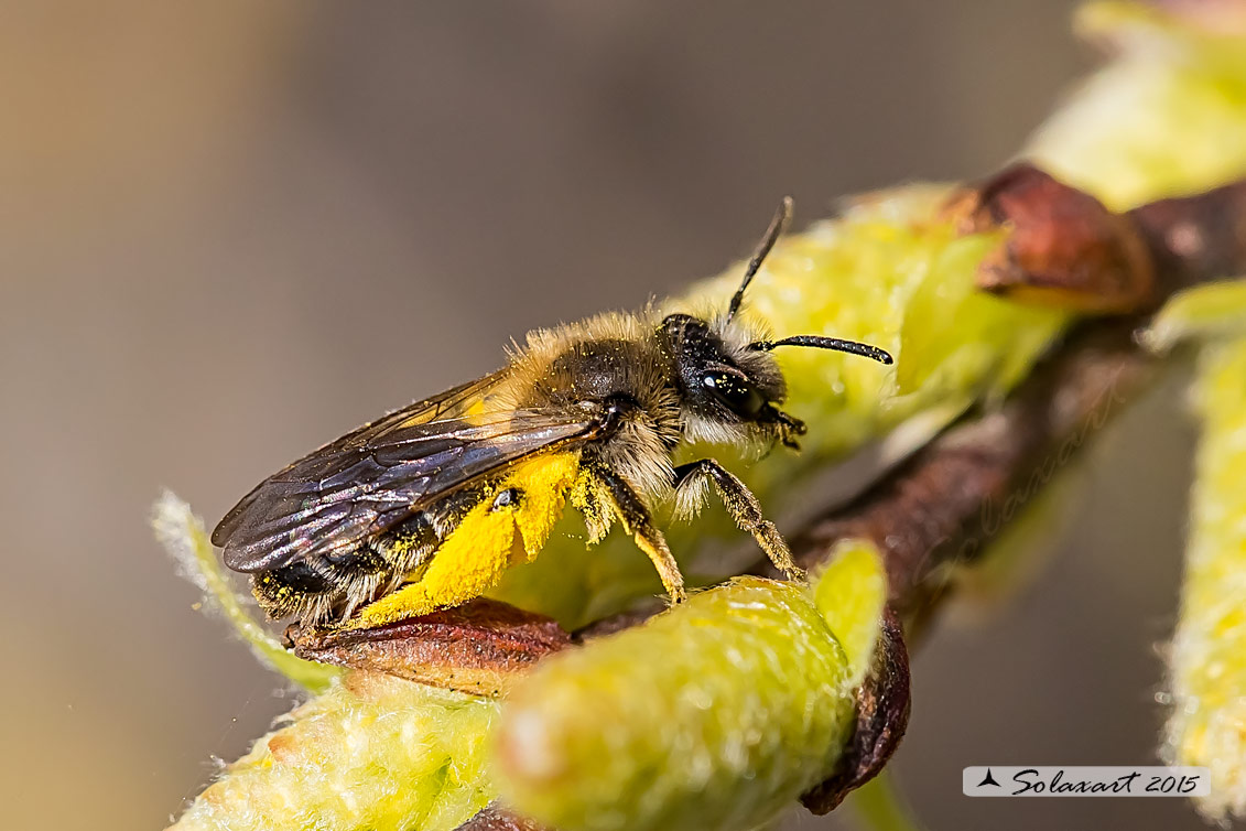 Megachile ? No, Andrena,