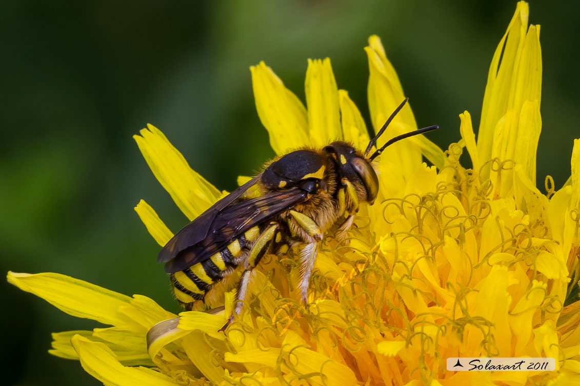 Apidae Megachilinae: Anthidium cfr. manicatum