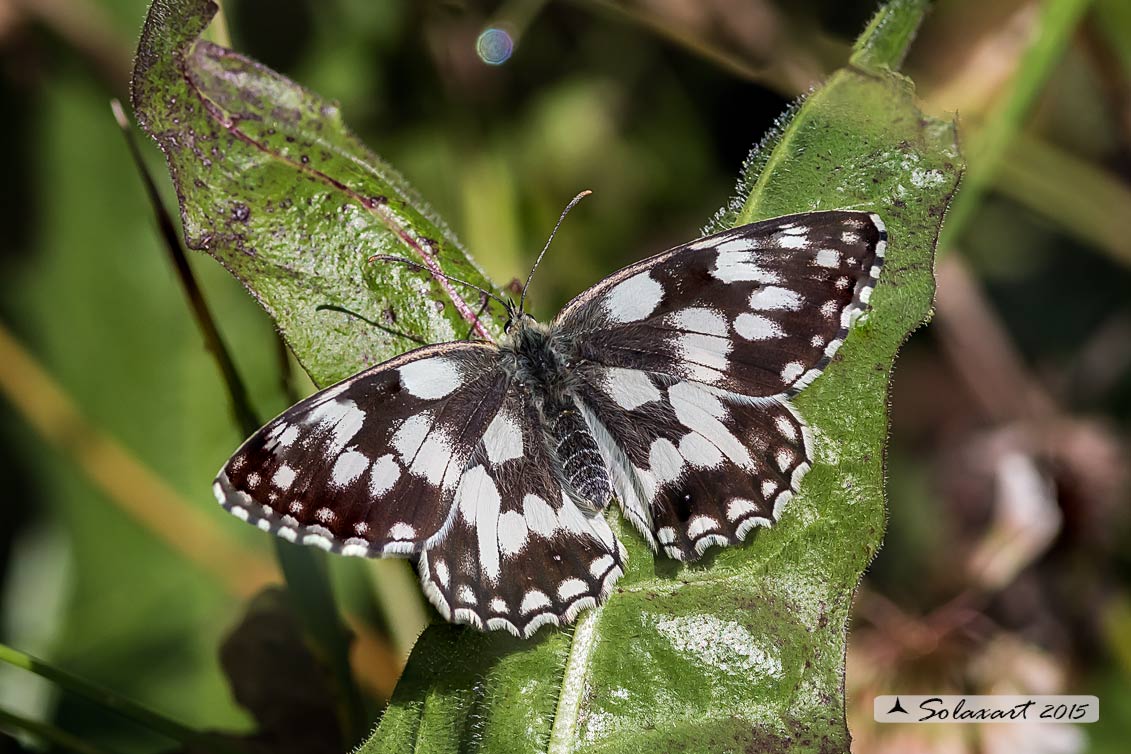 Melanargia galathea (maschio o femmina?)