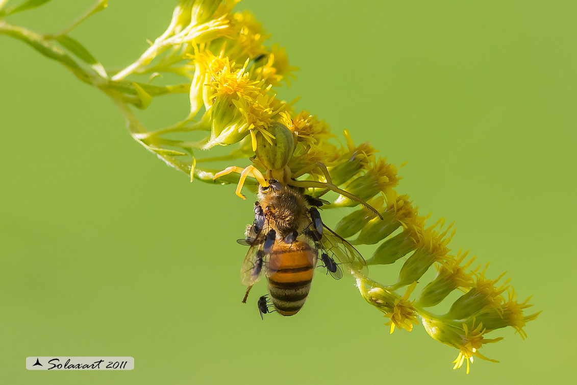 Moschine opportuniste - Milichiidae, Desmometopa sp.