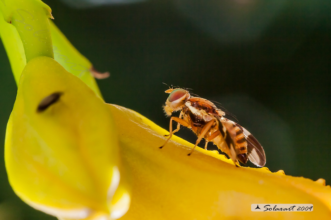 Diptera ??