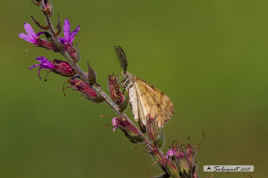 Noctuidae ??