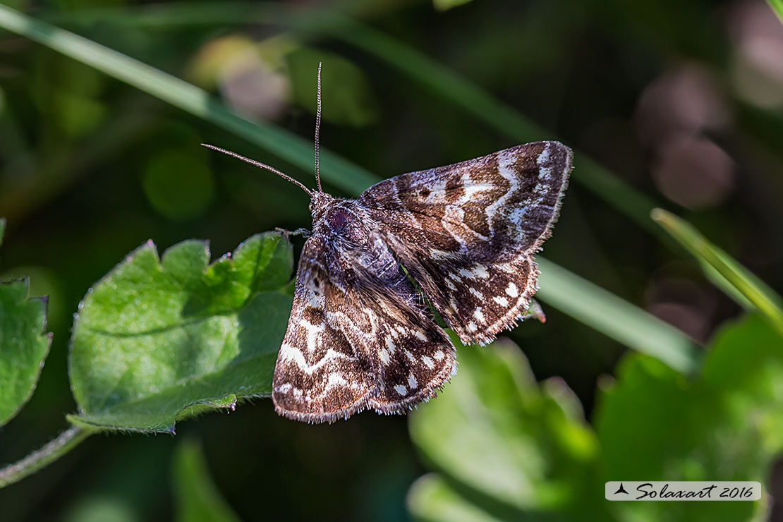 Noctuidae? No, Erebidae: Euclidia (Callistege) mi