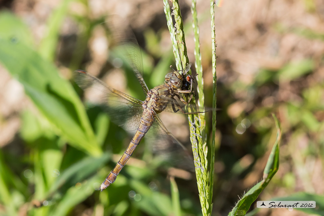 Orthetrum  (cancellatum??) - No, coerulescens