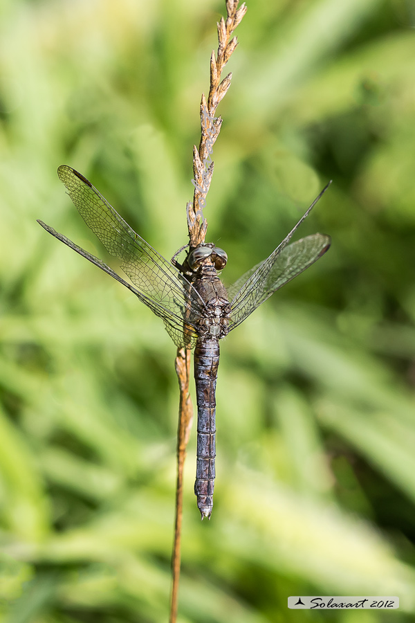 Orthetrum  (cancellatum??) - No, coerulescens