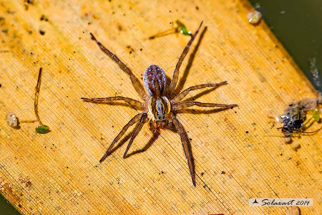 Lycosidae: Pirata sp.  - Pavia