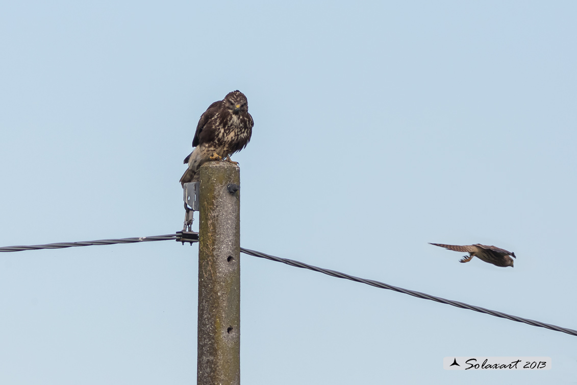 Poiana attaccata da un Gheppio