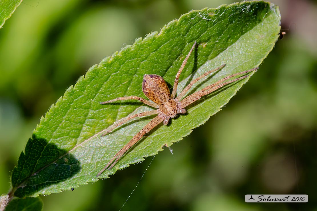 Philodromidae:  Philodromus sp.  - Casei Gerola  (PV)