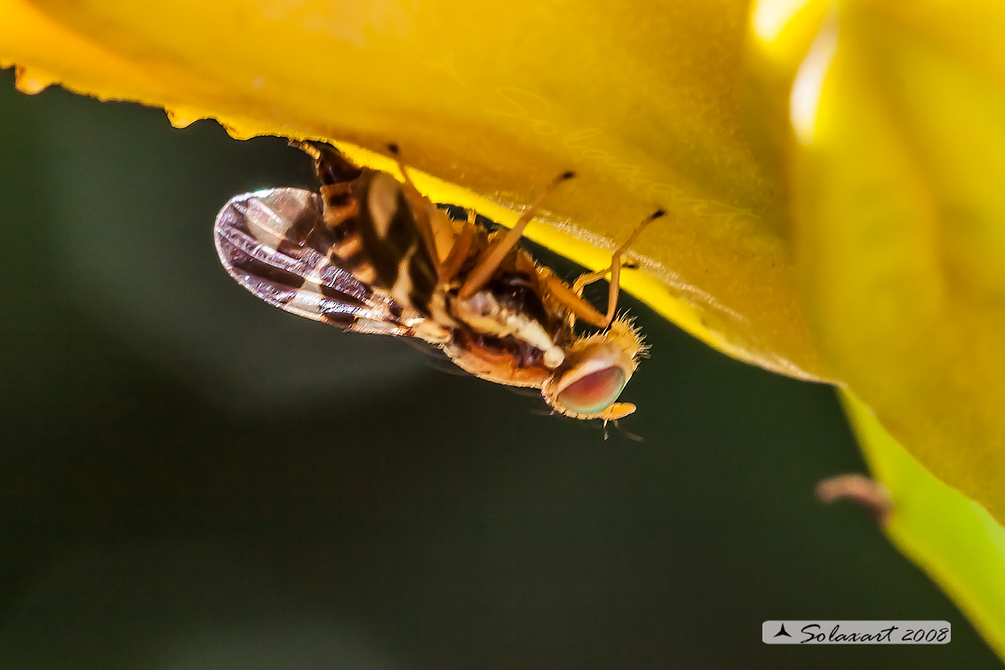 Diptera ??