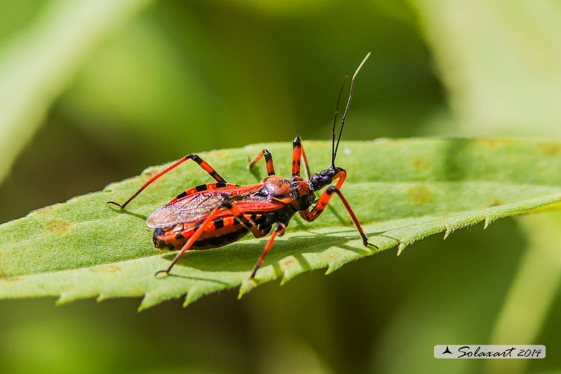 Rhynocoris rubricus ??