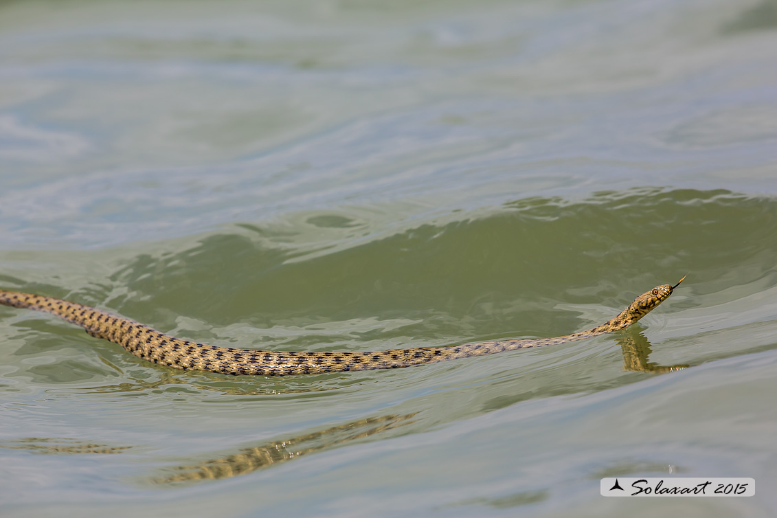 Natrix tessellata del  Mar Nero