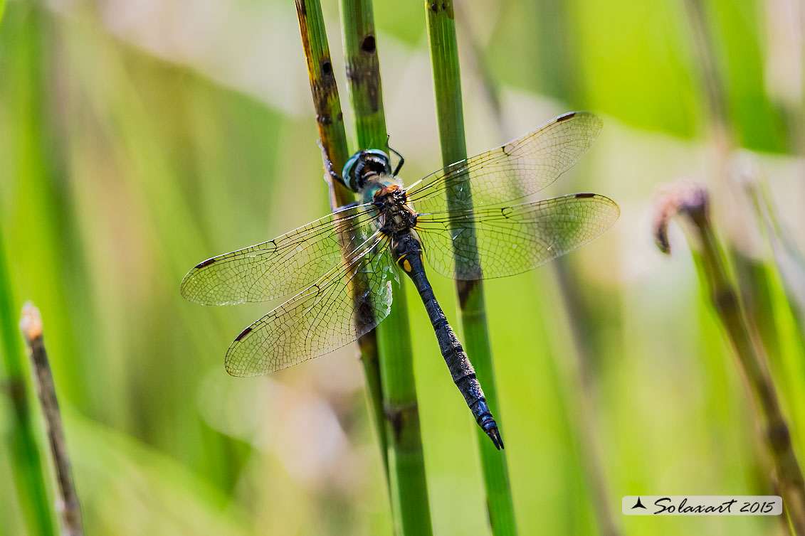 Somatochlora arctica (femmina androgina ??)