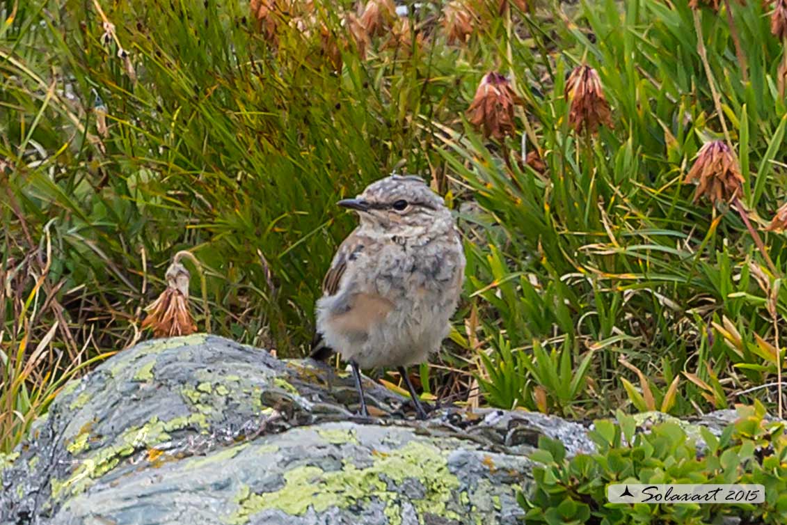 Prunella collaris (Sordone)  