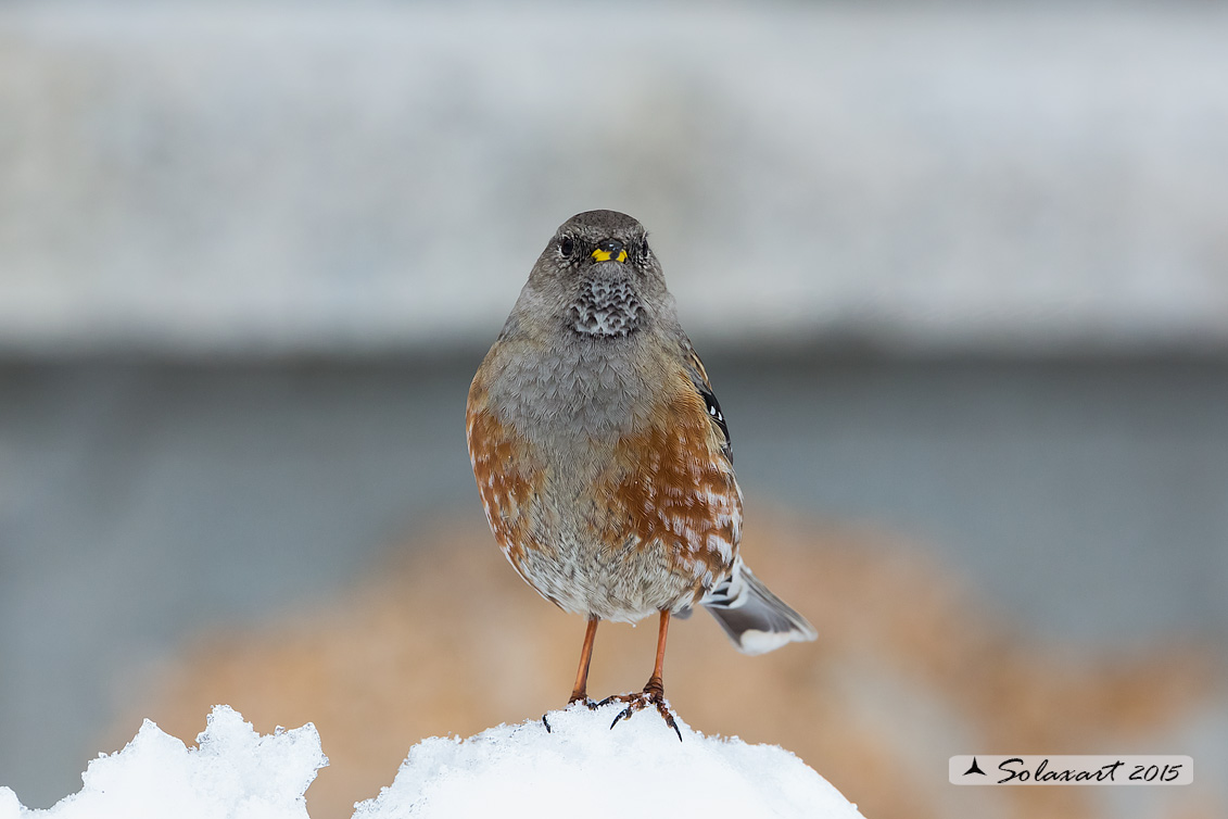Sordone; Prunella collaris (quale??)