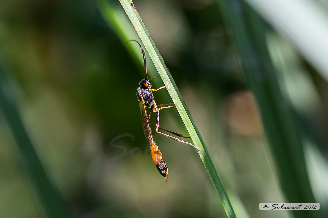 Sphecidae  ?? No. Ichneumonidae, sottofamiglia Anomaloninae