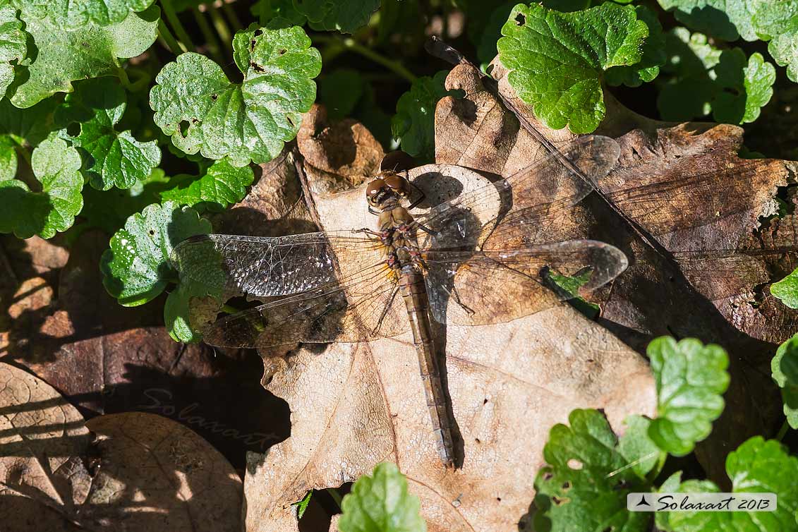 Sono ancora in giro ... Sympetrum striolatum