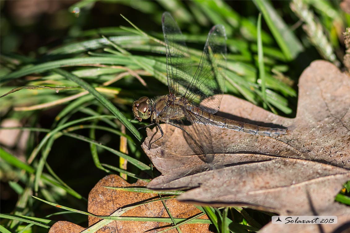 Sono ancora in giro ... Sympetrum striolatum