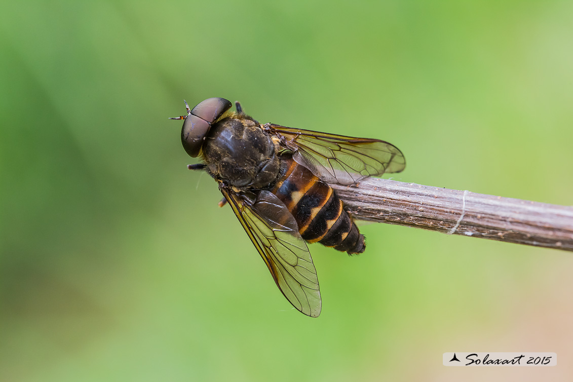 Tabanus  cfr. sudeticus