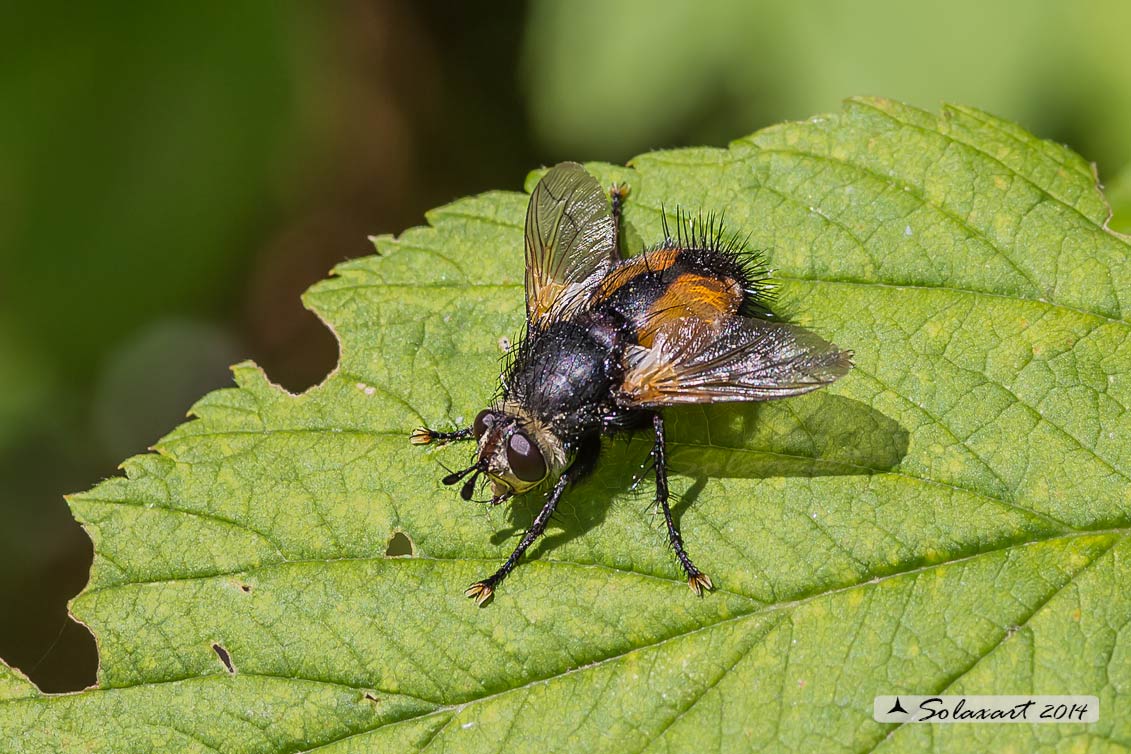 Tachina magnicornis  No. Nowickia sp.(Tachinidae)