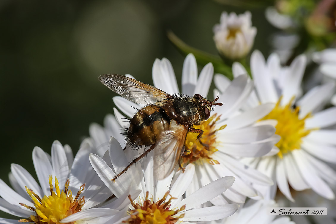 Tachina sp o Nemoraea ?