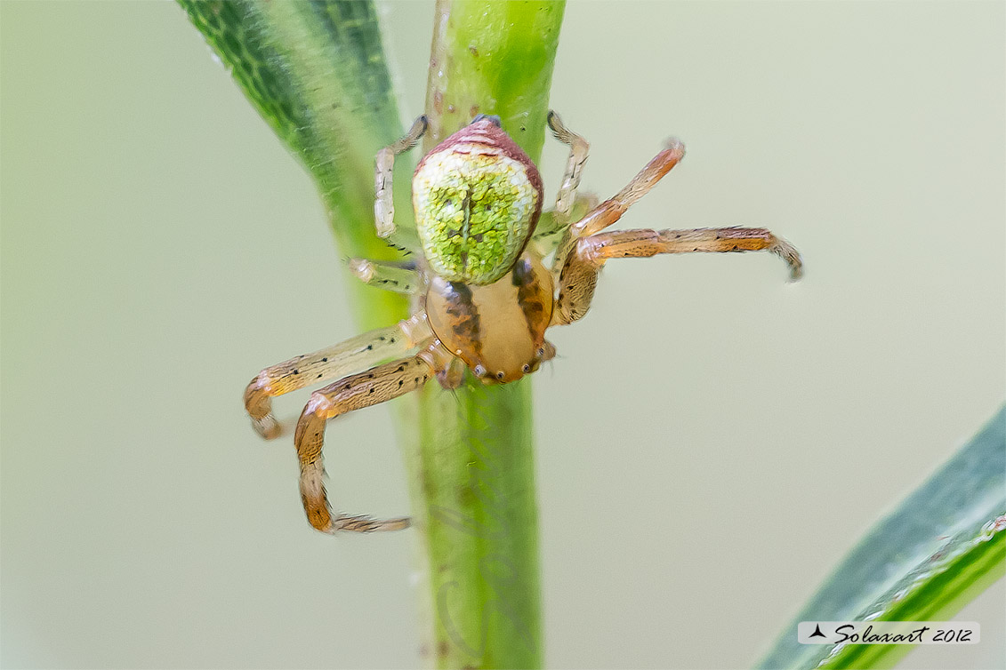 Ebrechtella tricuspidata