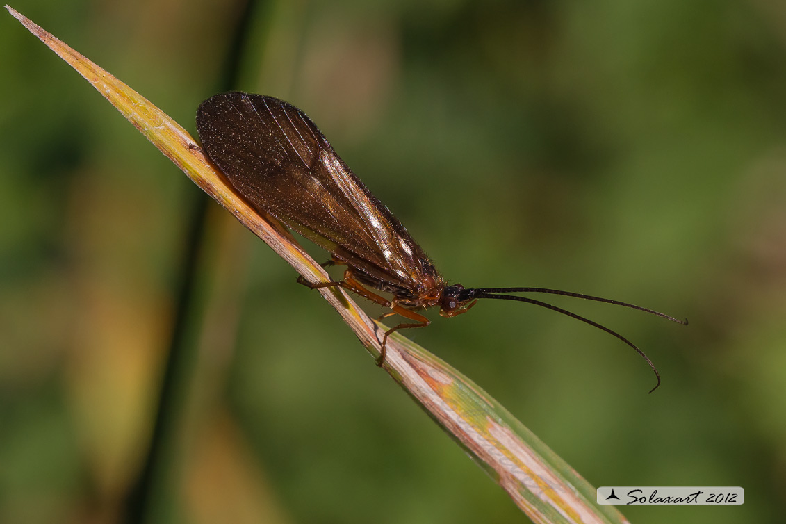 Tricoptera ??