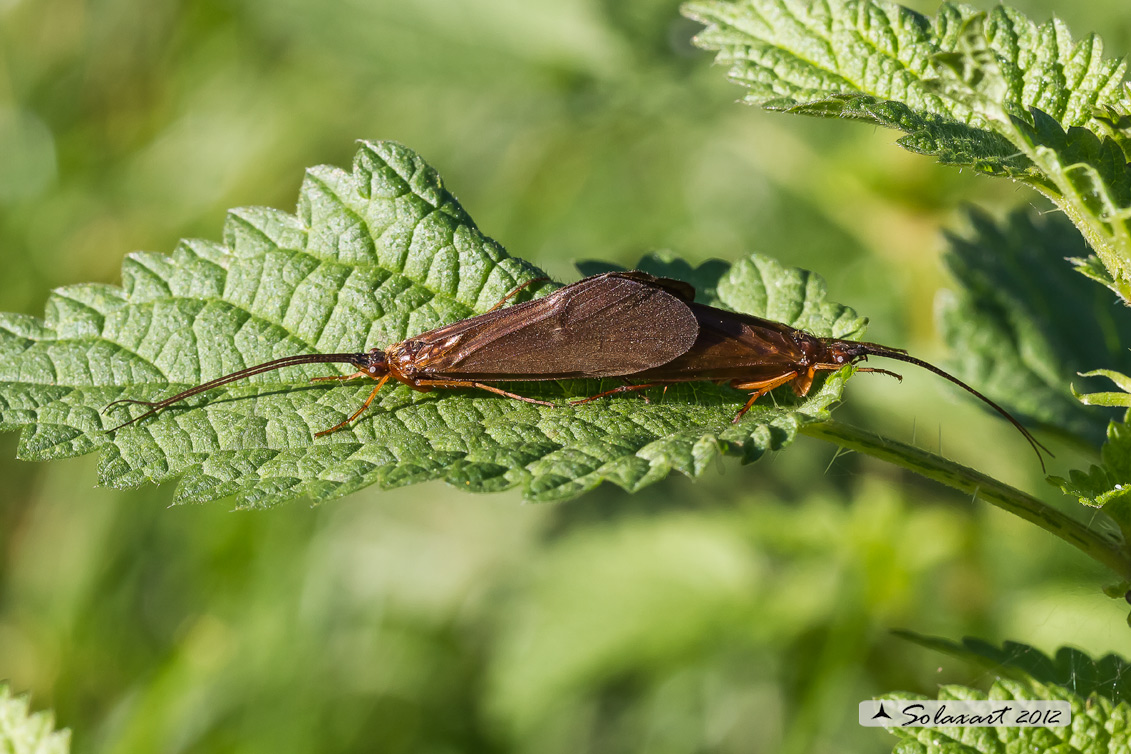 Tricoptera ??