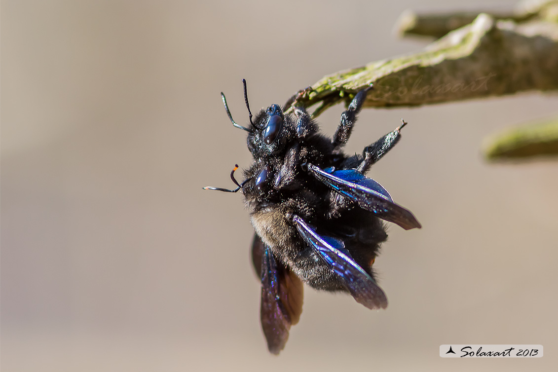 Xilocopa violacea