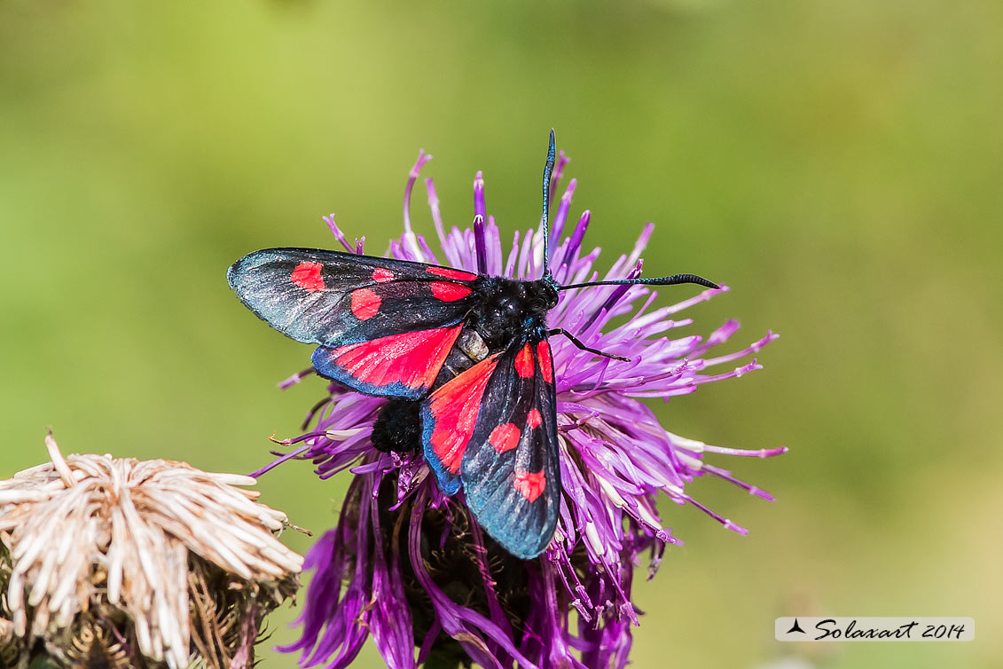 Zygaenidae:  Zygaena lonicerae