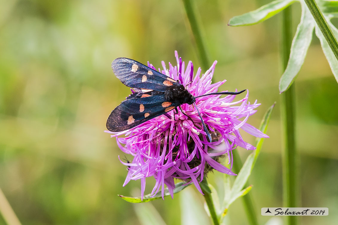 Zygaenidae:  Zygaena lonicerae