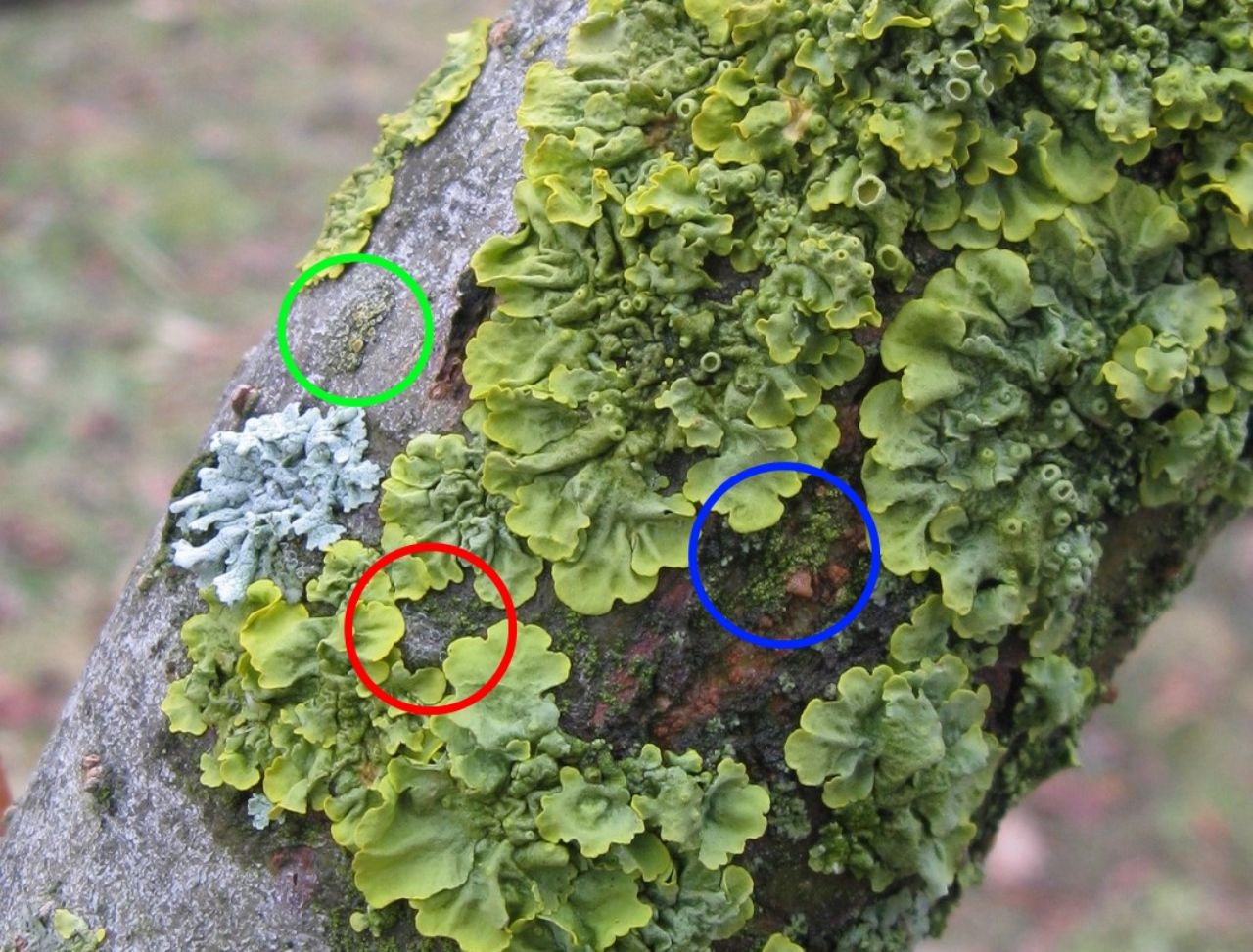 Licheni su Salix viminalis?