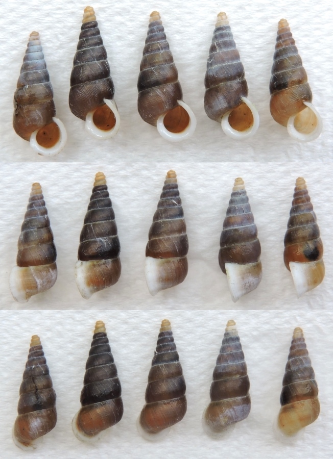 Rhabdotakra canestrinii (Adami, 1876)