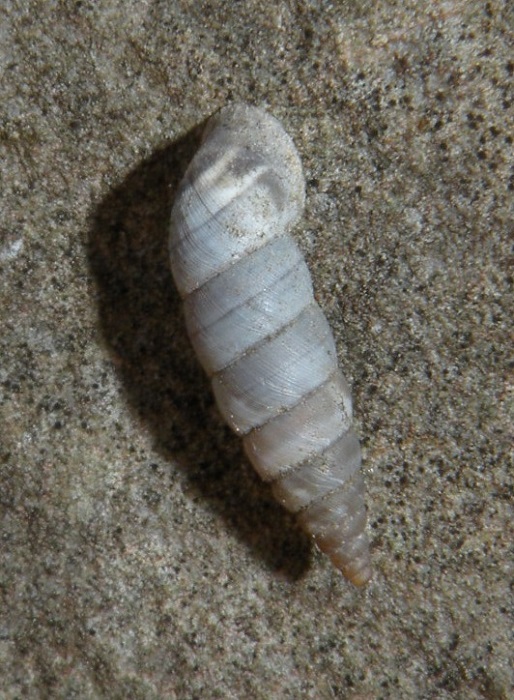 Clausiliidae da Villa Hanbury