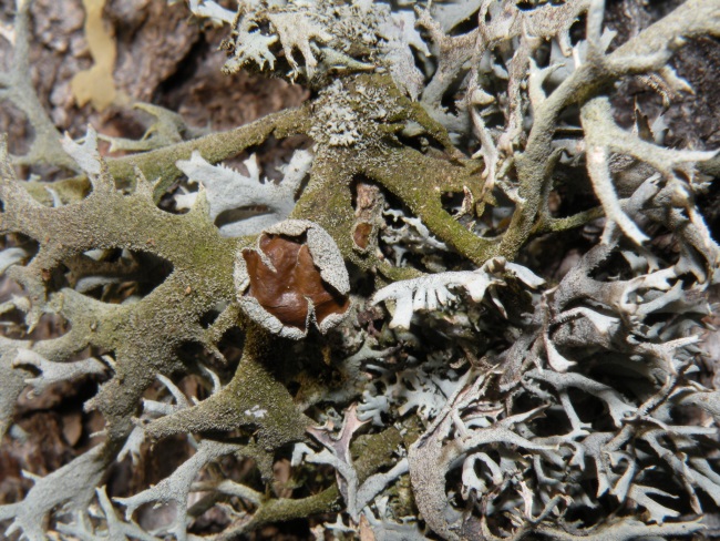 Pseudevernia furfuracea - diverse variet�?