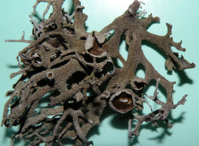 Pseudevernia furfuracea - diverse variet�?