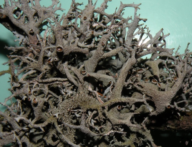 Pseudevernia furfuracea - diverse variet�?