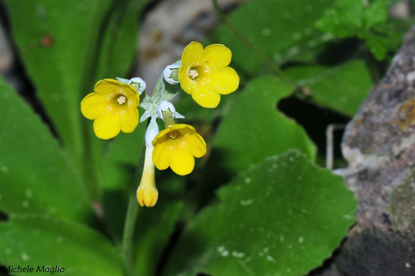 Primula palinuri / Primula di Palinuro