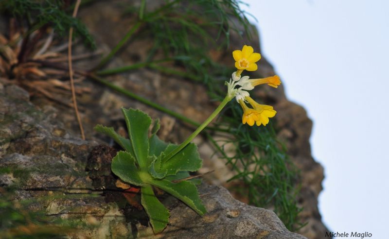 Primula palinuri / Primula di Palinuro
