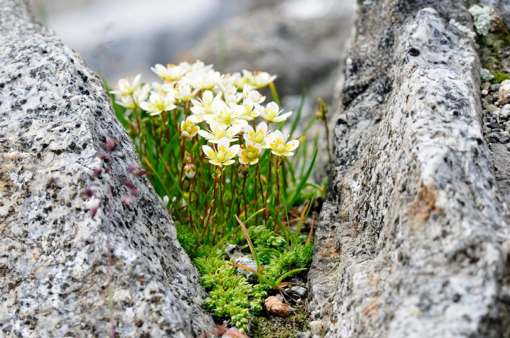 Saxifraga bryoides