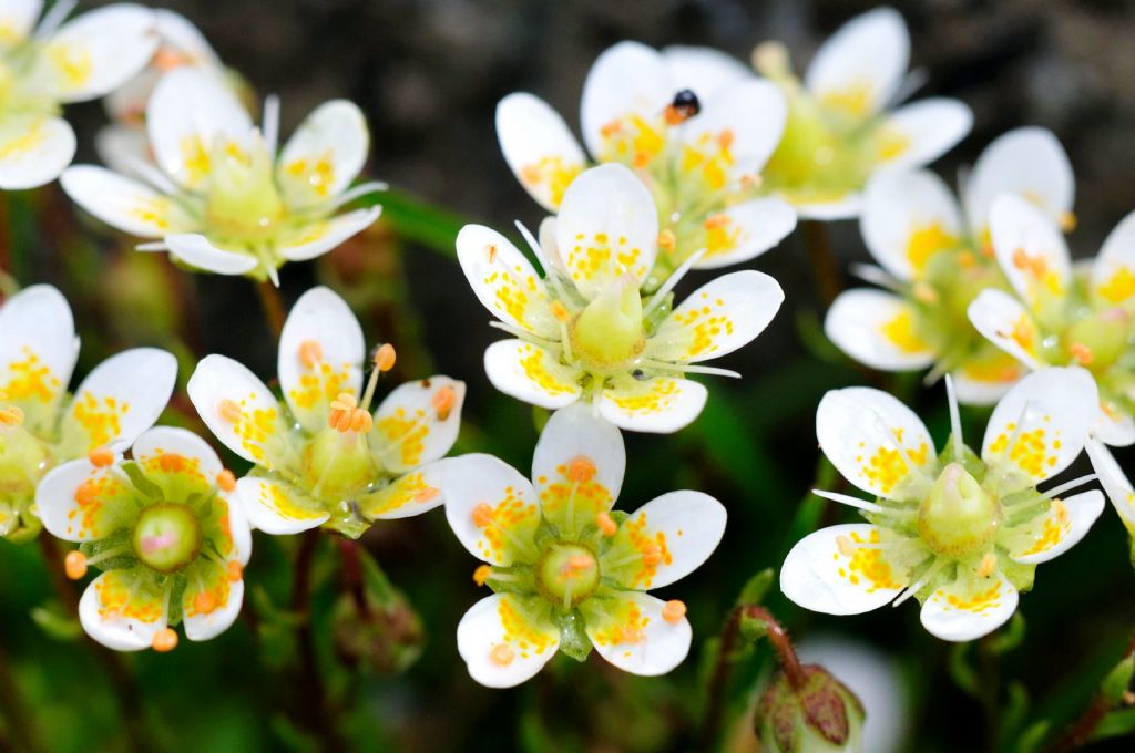 Saxifraga bryoides