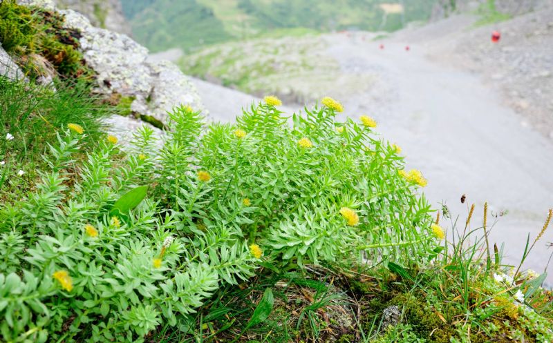 Rhodiola rosea / Rodiola rosea