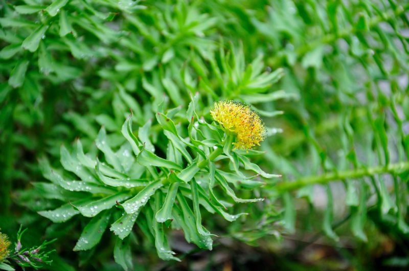 Rhodiola rosea / Rodiola rosea