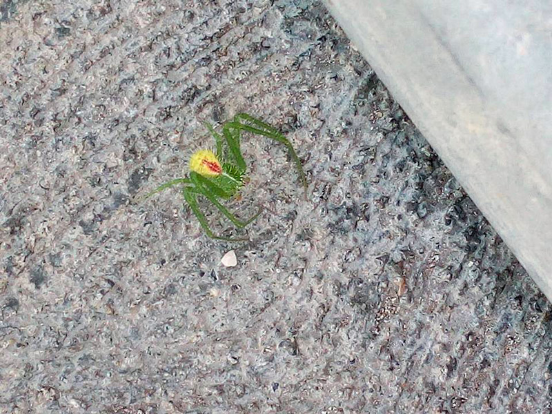 Heriaeus sp., maschio  -
