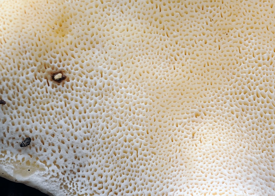 Heterobasidion abietinum - foto 3390r