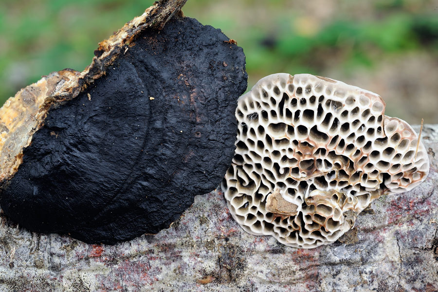 Penso a Coriolopsis gallica - foto 2132 (Hexagonia nitida)