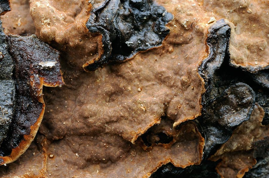 Penso a Hymenochaete rubiginosa - foto 5641 (H. rubiginosa)